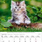 Kalenderseite für September 2027. Foto: Junges Kätzchen sitzt auf einem Baumstamm, umgeben von grünen Blättern.