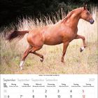 September 2027 Kalender. Ein braunes Pferd galoppiert durch ein hohes, trockenes Grasfeld.