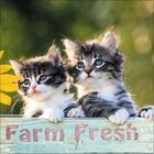 Text: "Farm Fresh". Zwei niedliche Kätzchen auf einem Holzbrett, im Hintergrund verschwommenes Grün und ein Sonnenblumenblatt.