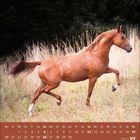 Kalender, September 2027. Ein braunes Pferd galoppiert auf einer Wiese vor dunklen Bäumen.