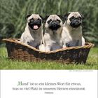 "JUNI 20-27, 'Hund' ist so ein kleines Wort... unbekannt. Drei Möpse sitzen in einem Korb auf grünem Gras."