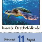 Unechte Karettschildkröte. Mittwoch, 11. August. Eine Meeresschildkröte schwimmt im klaren Wasser über einem Korallenriff.