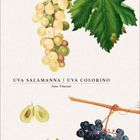 UVA SALAMANNA | UVA COLORINO. Darstellung zweier Weintrauben: eine grün, die andere dunkelblau, mit grünen Blättern.