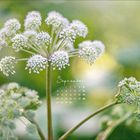 "September" mit einem Kalender darunter. Große, weiße Blütendolden vor einem grünen, verschwommenen Hintergrund.