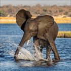 Ein Elefant steht im Wasser und spritzt es mit dem Rüssel. Im Hintergrund ist eine trockene Landschaft zu sehen.