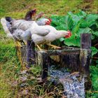 Zwei Hühner stehen im Schnee nebeneinander, eines braun, das andere weiß mit schwarzem Halsgefieder.