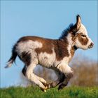 Zwei Esel in einer grünen Wiese, einer steht und der andere liegt, mit Bäumen im Hintergrund.