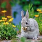 Ein kleines, graues Kaninchen reinigt sich die Pfote, umgeben von gelben Blumen im Grünen.