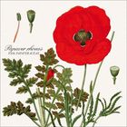 "Papaver rhoeas, Fam. Papaveraceae." Eine botanische Illustration mit rotem Mohn, grünen Blättern und Kapseln.