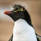 Ein Pinguin mit gelben Augenbrauen, einem roten Schnabel und roten Augen. Sein Gefieder ist schwarz und weiß.