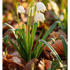 08 Februar, Mo 22 bis So 28. Eine Frühlings-Knotenblume mit weißen Blüten im braunen Laub.