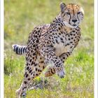 Kalenderseite für September 2027, ein Gepard rennt über eine grüne Wiese.