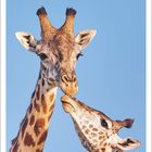 Kalenderblatt für September 2027, zeigt zwei Masai-Giraffen vor blauem Himmel, die sich liebevoll zugewandt sind.