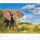 September. Ein Elefant steht im hohen Gras vor einem blauen Himmel mit weißen Wolken.