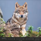 Text: „September“

Ein Wolf sitzt aufmerksam neben einem Baumstamm, umgeben von Grünpflanzen.