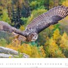 Kalenderblatt September. Flug des Uhus vor herbstlich gefärbtem Wald. Links unten: Stein mit Blättern.