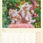 Kalenderblatt für September 2027 mit zwei süßen rot-weißen Kätzchen auf einem Kürbis im Garten.
