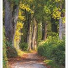 Kalender: September 2027. Bild: Ein Wanderweg im Wald, umgeben von hohen Bäumen mit Herbstlaub.