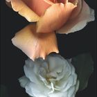 Der Text zeigt "SEPTEMBER" in großen Buchstaben, darunter ein Kalender. Zwei Rosen: die obere in Orange, die untere in Weiß.