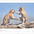 "September" steht unten. Zwei junge Affen sitzen auf einem Baumstamm; einer hält den anderen am Gesicht mit offenen Mündern.
