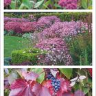 "September." Oben rosafarbene Blüten, Mitte üppiger Garten, unten dunkelrote Blätter mit blauen Trauben.