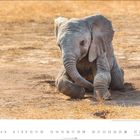 Kalender-Seite mit September-Daten unten. Ein kleiner Elefant kniet spielerisch auf trockenem, erdigem Boden.