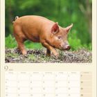 Kalenderseite für September 2027 mit einem Ferkel auf einer Wiese oben abgebildet.