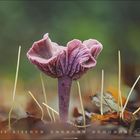 Kalender mit rosa Pilz, umgeben von Gras und Blättern. Zahlen 1 bis 30, Monat 9.