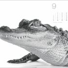 Kalenderseite mit einem Krokodilporträt. Oben rechts die Zahl 9, darunter ein Kalendarium.