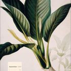 "September 2027" steht oben links in Kalenderform. Eine Pflanze mit großen grünen Blättern in einer Illustration.