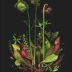 Zahl 9, Tage 1-30. Eine Illustration von Krugpflanzen mit grünen und rötlichen Blättern vor einem schwarzen Hintergrund.