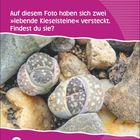 Auf diesem Foto haben sich zwei »lebende Kieselsteine« versteckt. Findest du sie? 6 Dienstag Juli. Im Hintergrund sind Steine.