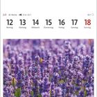 12. Juli bis 18. Juli, Montag bis Sonntag. Lavendelblüte bei Sault mit einer Biene auf lila Blüten.