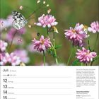 Juli-Kalenderblatt mit Schachbrettfalter, Texte über Lebensraum und Merkmale, rosa Blüten im Hintergrund.