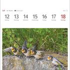 Kalender Juli 12. bis 18. Rauhschwalben auf einem Stein, weit aufgerissene Schnäbel, grüne Pflanzen im Hintergrund.