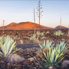 Juli, 27. Woche. Anspruchslos: Lavagestein und Vulkane, Agaven in karger Landschaft auf Lanzarote. Kalender mit Juli/August.