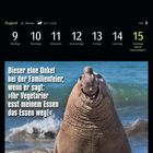 Text: „Dieser eine Onkel bei der Familienfeier, wenn er sagt: ‚Ihr Vegetarier esst meinem Essen das Essen weg!‘“ 

Oben sind Kalendertage für August aufgeführt.

Darunter ein See-Elefant, der am Strand steht.