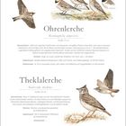 "Ohrenerche" und "Theklalerche" mit Infos zu Aussehen, Lebensraum, Stimme. Illustrationen von beiden Vogelarten sichtbar.