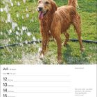 Juli, Woche 28, Kalender mit Golden Retriever, Sprinkler und Zitat von Franklin P. Jones über das Waschen von Hunden.