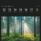 Juli, Woche 28, 12.-18., Hürtgenwald in NRW, Deutschland. Sonnenstrahlen fallen in einen üppigen, grünen Wald.