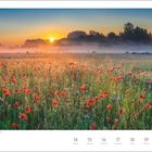 "Juni, Mohnblüte in Jütland, Dänemark, 24. Woche. 14 Montag." Ein Feld voller roter Mohnblumen bei Sonnenaufgang.