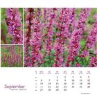 September-Kalender mit violetten Blumenbildern, Daten und Wochentagen in Deutsch und Englisch.
