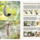 "Die Metamorphose eines Tagfalters" beschreibt den Wandel einer Raupe zum Schmetterling. Bilder zeigen jede Entwicklungsstufe.