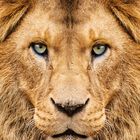 Ich kann keinen Text erkennen. Zu sehen ist ein symmetrisches, detailreiches Porträt eines Löwenkopfes mit intensiven Augen.