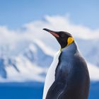 Ein Pinguin steht vor schneebedeckten Bergen, betrachtet aus nächster Nähe mit klarem blauem Himmel im Hintergrund.