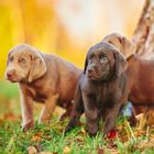 Drei braune Welpen stehen auf einem herbstlichen Rasen mit buntem Laub. Sie schauen aufmerksam in verschiedene Richtungen.