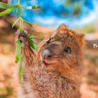 Text: "Fred". Ein Quokka greift nach einem grünen Zweig, vor einem unscharfen Hintergrund in Blau- und Brauntönen.
