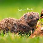 "Sophie + Benson" in Schreibschrift. Zwei kleine Igel erkunden neugierig den Boden, umgeben von Gras und Holz.