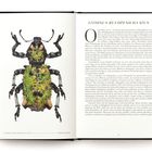 "Lithinus rufopenicilatus" oben. Links Illustration eines grünlichen Käfers mit auffälligen Beinen. Rechts ausgedehnter Text.