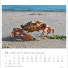 09 | 2027 WATT'N MEER Die Natur im Nationalpark; Krabbe spaziert am Strand entlang.